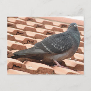 Briefkaart voor dakduif