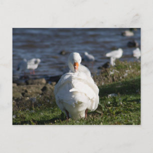 Briefkaart voor de bereiding van ganzen