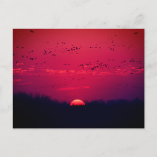 Briefkaart voor de lentemigratie van Sandhill Cran