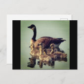 Briefkaart voor ganzen en baby's (Voorkant / Achterkant)
