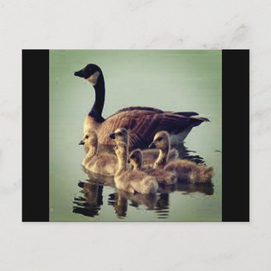 Briefkaart voor ganzen en baby's (Voorkant)