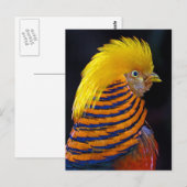 Briefkaart voor goudkoorts (Voorkant / Achterkant)