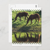 Briefkaart voor graaspaarden (Voorkant / Achterkant)
