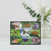 Briefkaart voor het inkollen van vlinders (Staand voorkant)