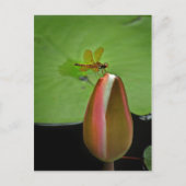 Briefkaart voor het onttrekken van de dragonfly (Voorkant)