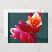 briefkaart voor het openen van rode bloem (Voorkant / Achterkant)