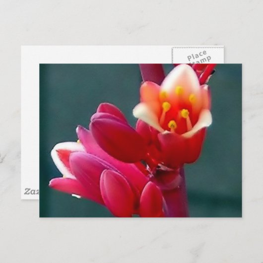 briefkaart voor het openen van rode bloem (Voorkant / Achterkant)