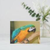 Briefkaart voor het schilderen van papegaaiachtige (Staand voorkant)