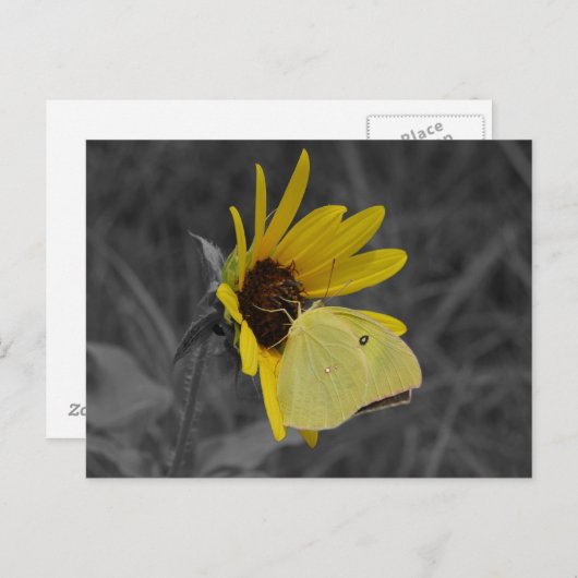 Briefkaart voor het testen van vlinder (Voorkant / Achterkant)