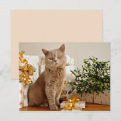 briefkaart voor kerstkatten (Voorkant / Achterkant)