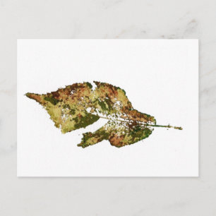 briefkaart voor landwegen "Beech #4"