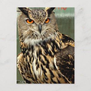 Briefkaart voor langoustine