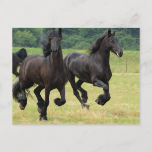 Briefkaart voor paarden met een galoping