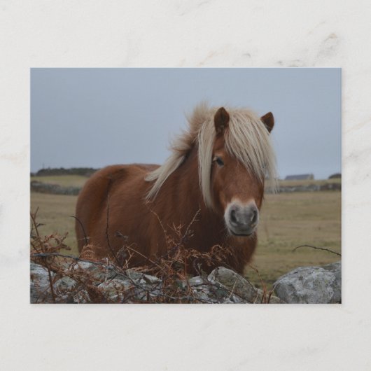 Briefkaart voor paardenkunst (Voorkant)