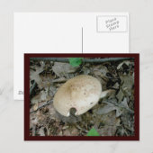 Briefkaart voor paddenstoelen met volledige pilaar (Voorkant / Achterkant)