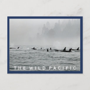 Briefkaart voor passerende walvissen