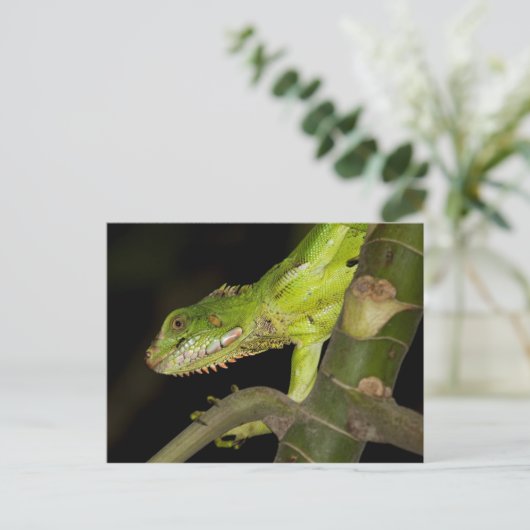 Briefkaart voor reisophaaldiensten 12 (Staand voorkant)