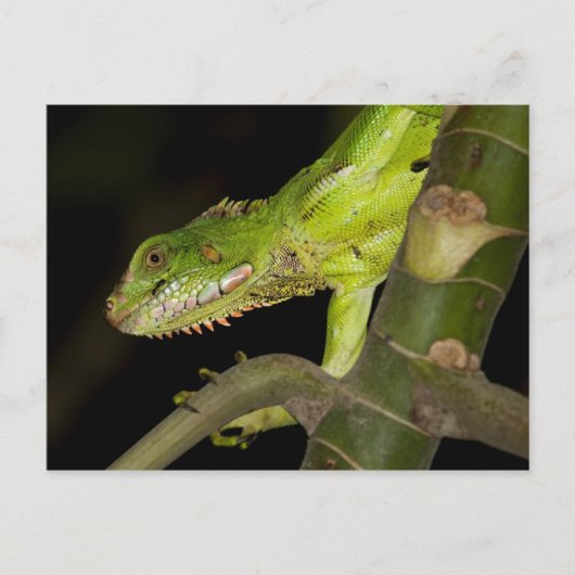 Briefkaart voor reisophaaldiensten 12 (Voorkant)