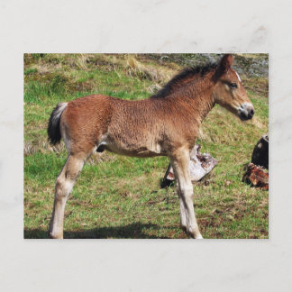 Briefkaart voor slachtdieren
