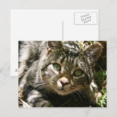 Briefkaart voor testkat (Voorkant / Achterkant)