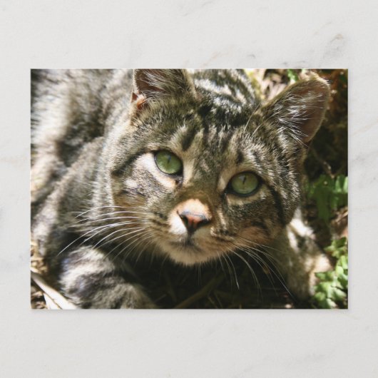 Briefkaart voor testkat (Voorkant)