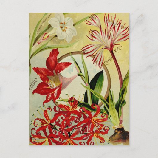 Briefkaart voor zaaigoed (Voorkant)