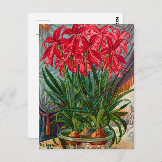 Briefkaart voor zaaigoed (Voorkant / Achterkant)