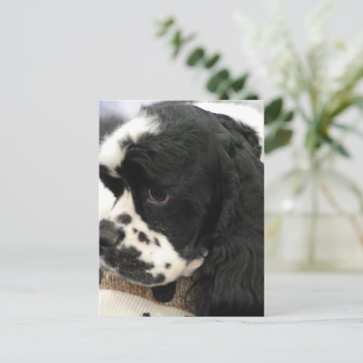 Briefkaart voor zwarte en witte Cocker Spaniel (Staand voorkant)