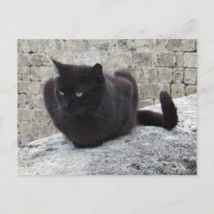 Briefkaart voor zwarte kat
