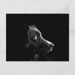 briefkaart voor zwarte labrador