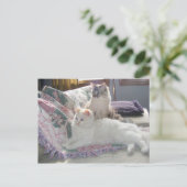 Briefkaart vreedzame katten (Staand voorkant)