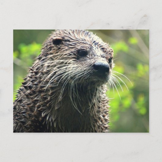Briefkaart Washington State Otter (Voorkant)