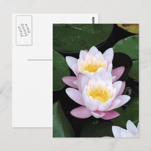 Briefkaart waterlelies (Voorkant / Achterkant)