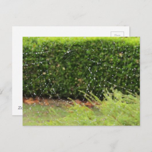 Briefkaart - Web van de Natuur (Voorkant / Achterkant)