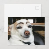 Briefkaart wenkbrauw hond meme (Voorkant / Achterkant)