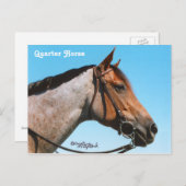 Briefkaart western kwartpaard (Voorkant / Achterkant)