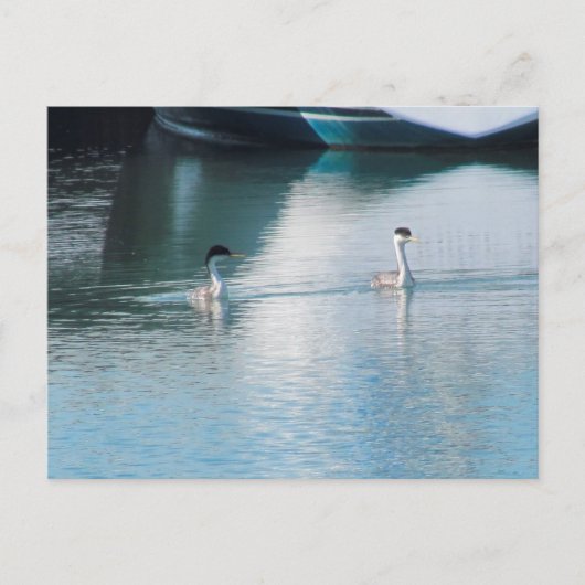 Briefkaart - Westerne Grebe in Harbour (hrz) (Voorkant)