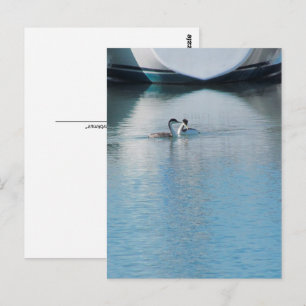 Briefkaart - Westerne Grebe in Harbour (vrt)