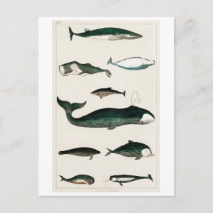 BRIEFKAART WHALES CHART
