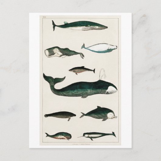 BRIEFKAART WHALES CHART (Voorkant)