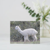 Briefkaart - White Alpaca (Staand voorkant)
