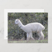 Briefkaart - White Alpaca (Voorkant / Achterkant)