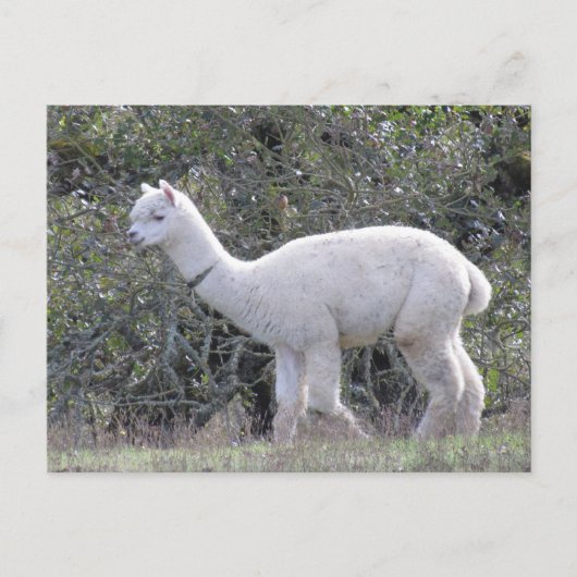 Briefkaart - White Alpaca (Voorkant)