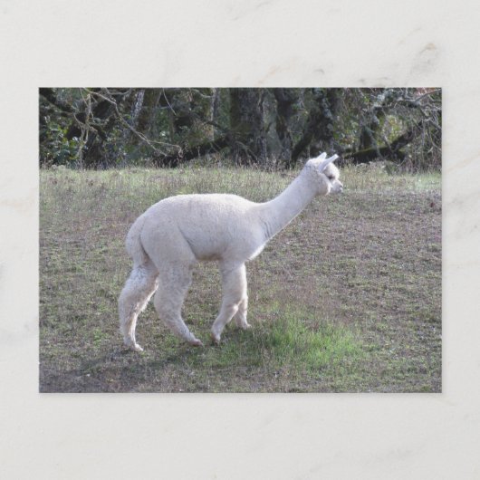 Briefkaart - White Alpaca in Sunlight (Voorkant)