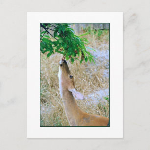 briefkaart "White-Tail Deer Eating"