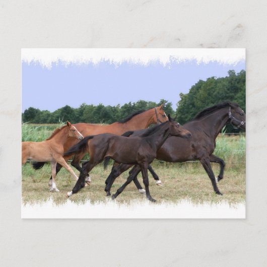 Briefkaart wilde paarden (Voorkant)
