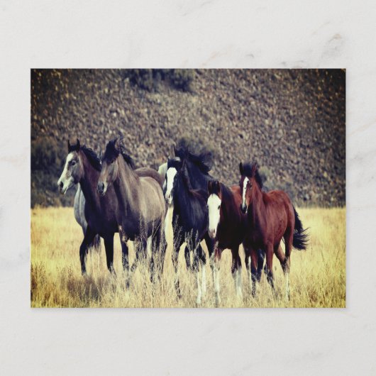 Briefkaart wilde paarden (Voorkant)
