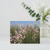 briefkaart "Wilde Phlox" (Staand voorkant)