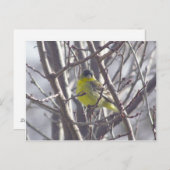 Briefkaart - Winter Bird (Voorkant / Achterkant)