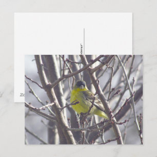 Briefkaart - Winter Bird